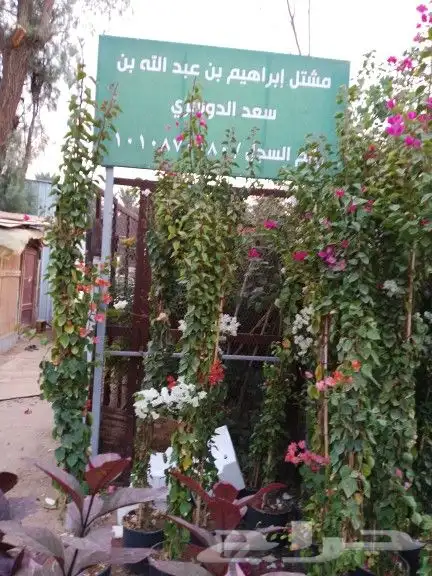 جهنميات حلفاء اكاسيا صبارات 11