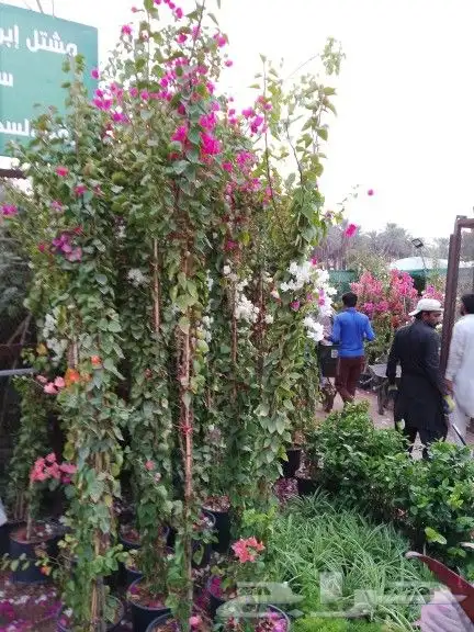 جهنميات حلفاء اكاسيا صبارات 9