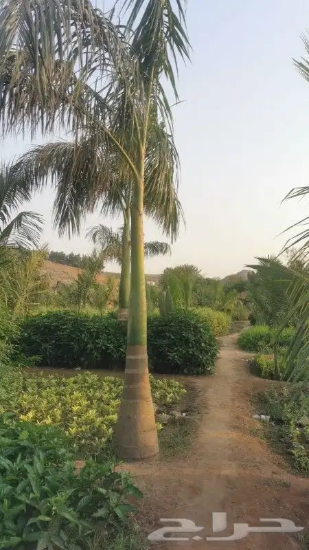 نخل ملوكي ونخل نرجيل 9