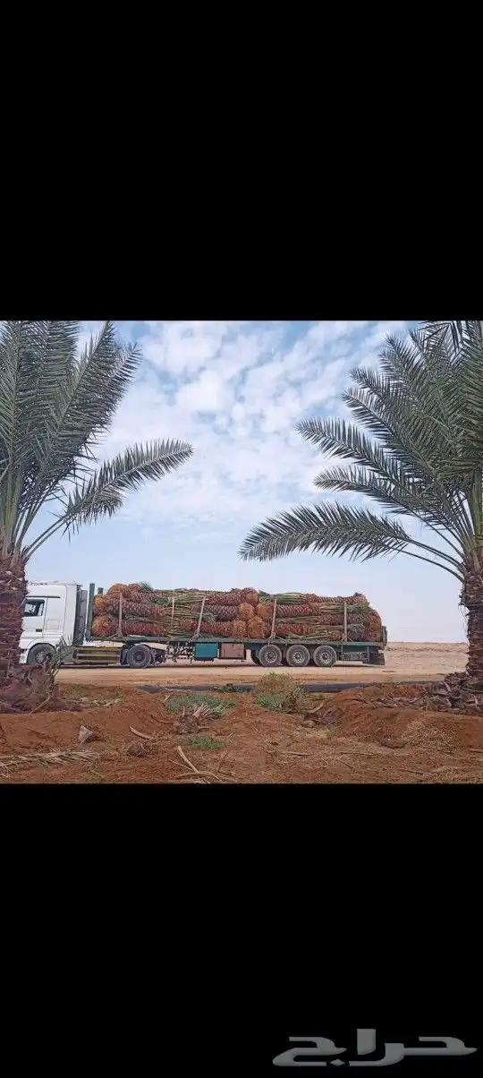 نخل القصيم المثمرة 2
