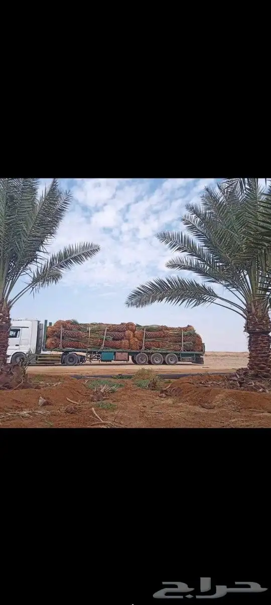 نخل القصيم المثمرة 3