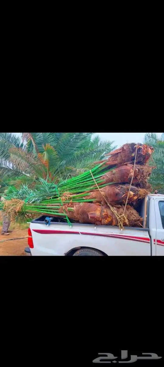 نخل القصيم المثمرة 5