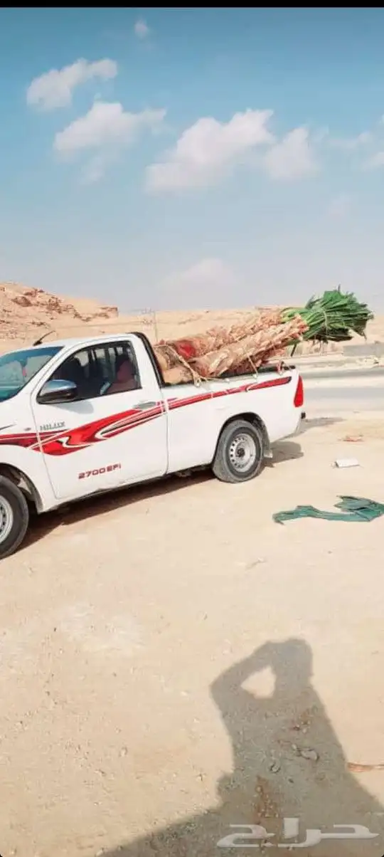 نخل القصيم المثمرة 4