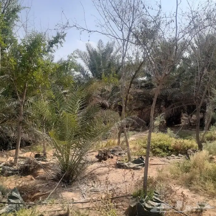 لبيع 4حبات اشجار سدر بلدي جاهز في اكياس 1