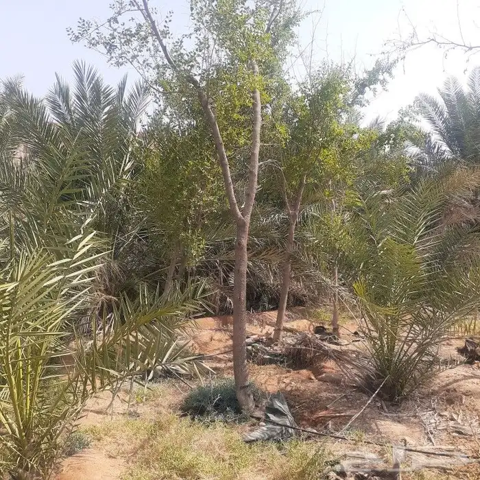 لبيع 4حبات اشجار سدر بلدي جاهز في اكياس 0