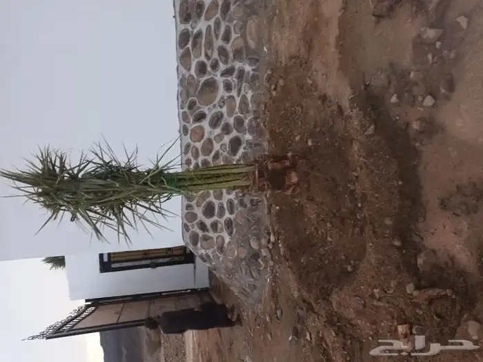 نخل القصيم 1