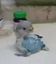 فروخ ببغاء روز مناسب للأطفال 0