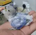 فروخ ببغاء روز مناسب للأطفال 2