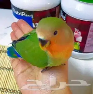 فروخ ببغاء روز مناسب للأطفال 3