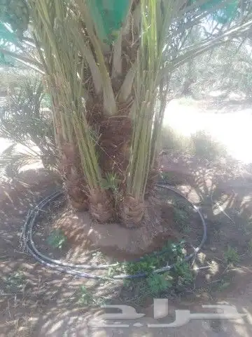 مقول شبوك وتوريدنخيل 0