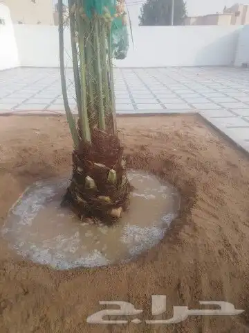 مقول شبوك وتوريدنخيل 2