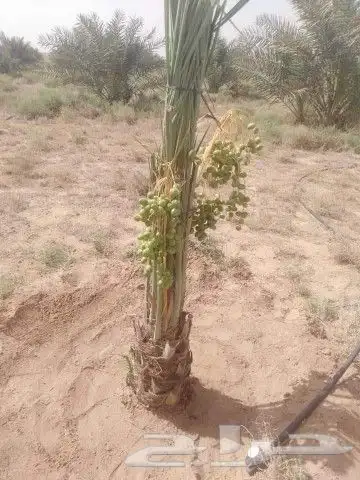 مقول شبوك وتوريدنخيل 7