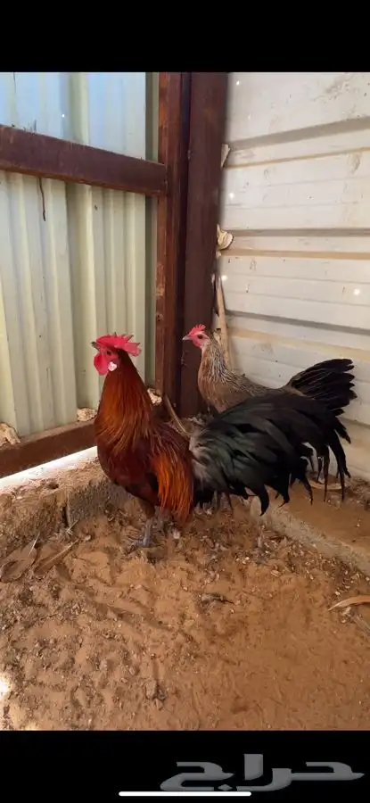 دجاج فونيكس 2