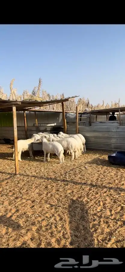 ذبايح مع الصلخ والتوصيل حريات تمايم فللل شحم وطرف 1