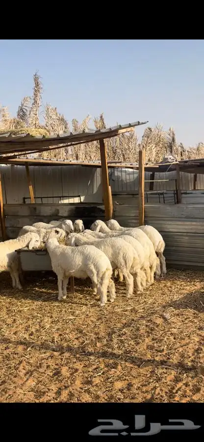 ذبايح مع الصلخ والتوصيل حريات تمايم فللل شحم وطرف 3