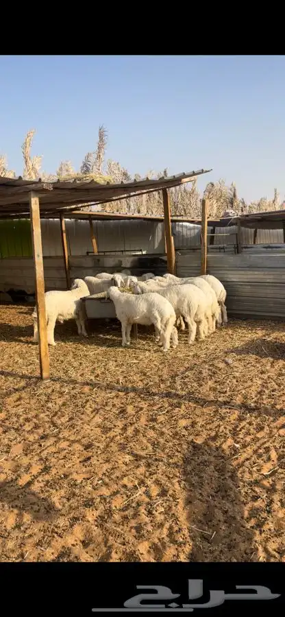 ذبايح مع الصلخ والتوصيل حريات تمايم فللل شحم وطرف 2