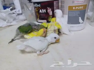 فروخ ببغاء روز مناسب للأطفال 5