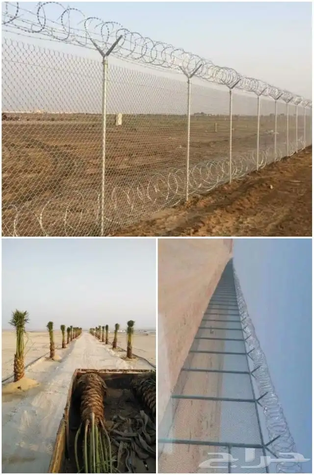 مقول شبوك وتوريدنخيل 9