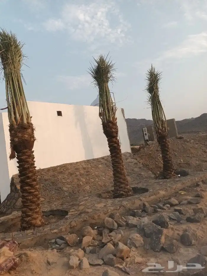 نخل القصيم 3