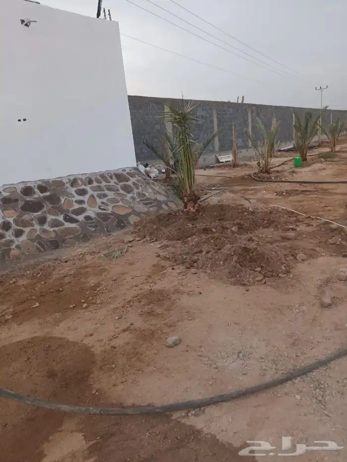 نخل القصيم 2