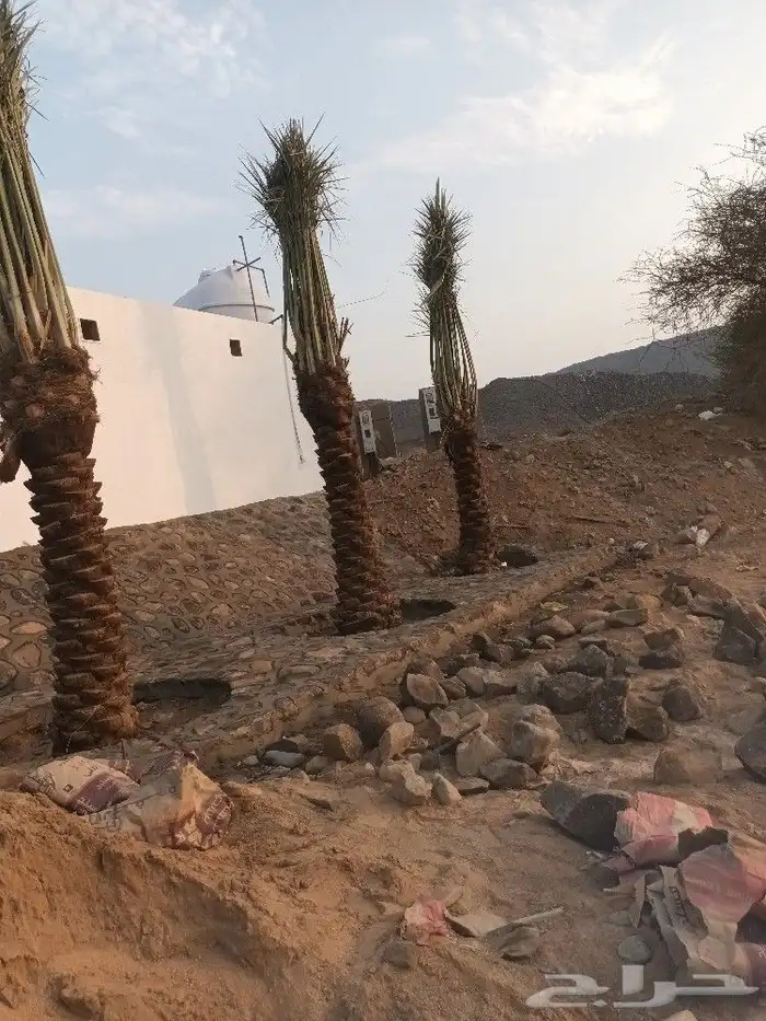 نخل القصيم 4