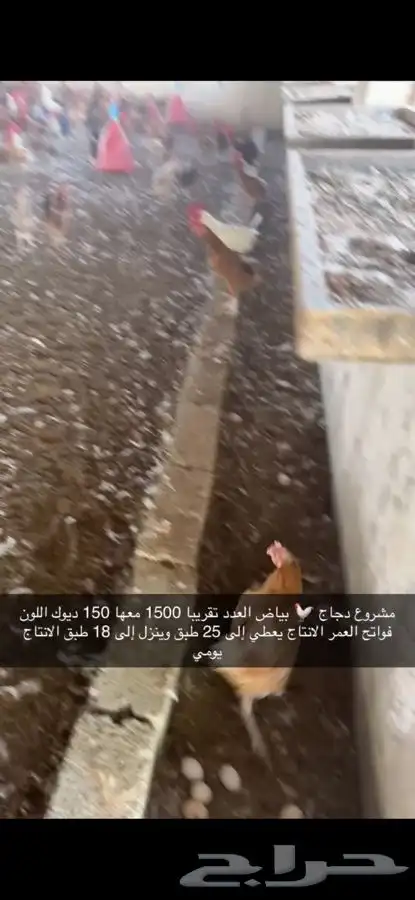 دجاج بياض منتج فواتح 20
