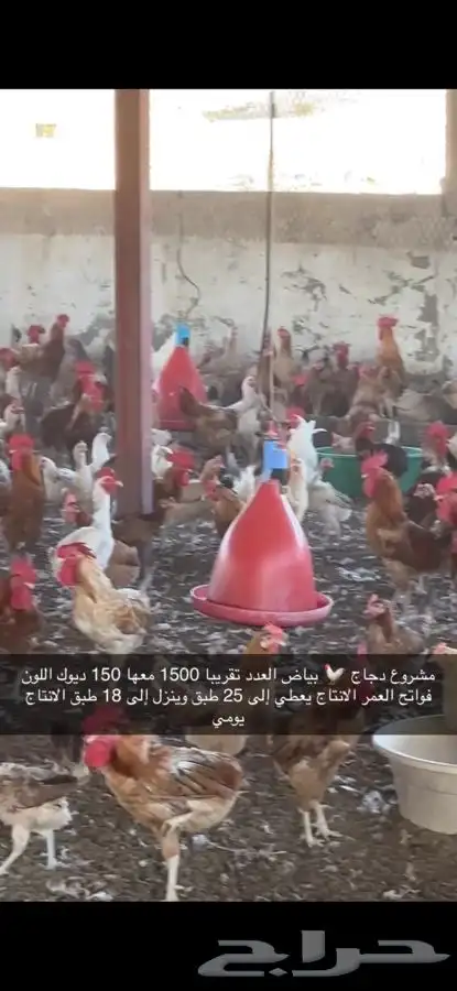 دجاج بياض منتج فواتح 14