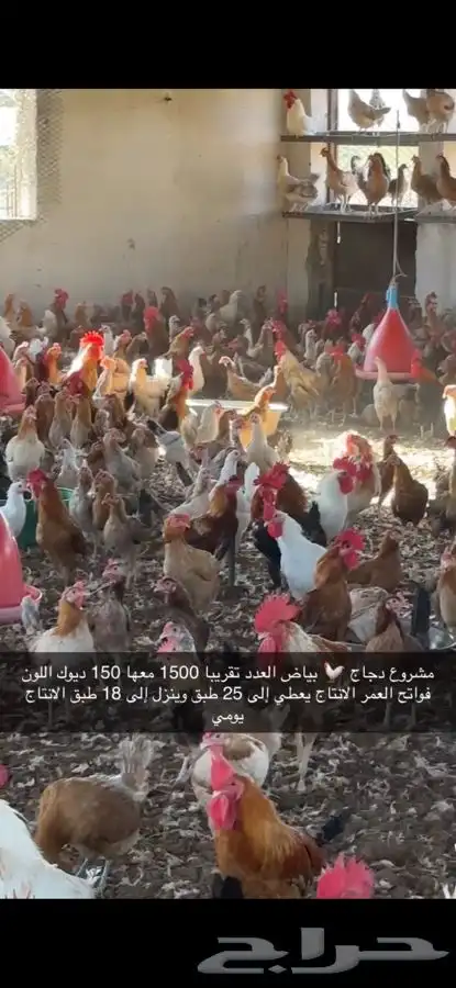 دجاج بياض منتج فواتح 11