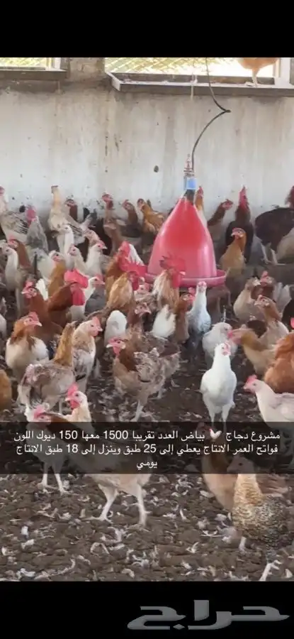 دجاج بياض منتج فواتح 7