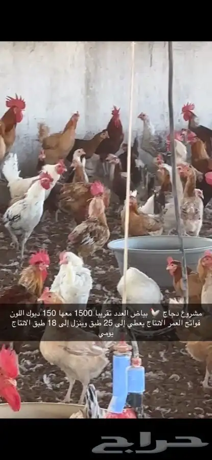 دجاج بياض منتج فواتح 5