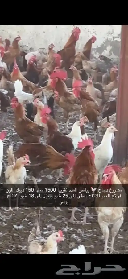 دجاج بياض منتج فواتح 2