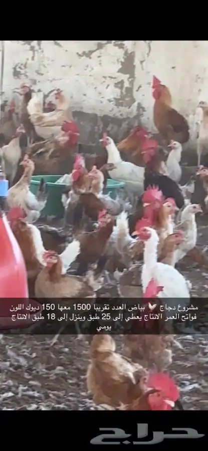 دجاج بياض منتج فواتح 1