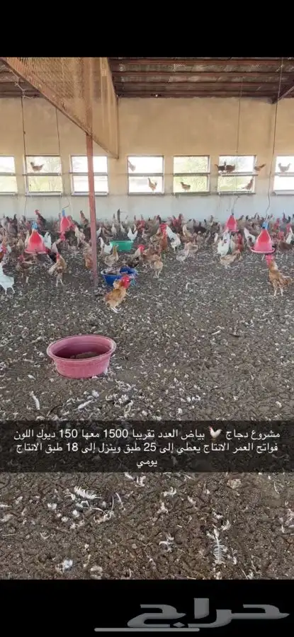 دجاج بياض منتج فواتح 21