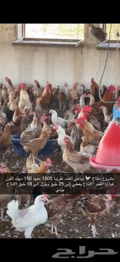 دجاج بياض منتج فواتح 9