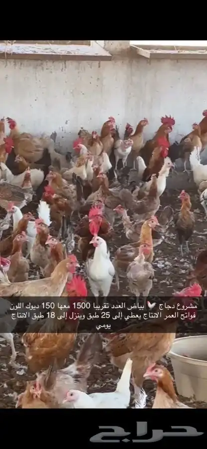 دجاج بياض منتج فواتح 6