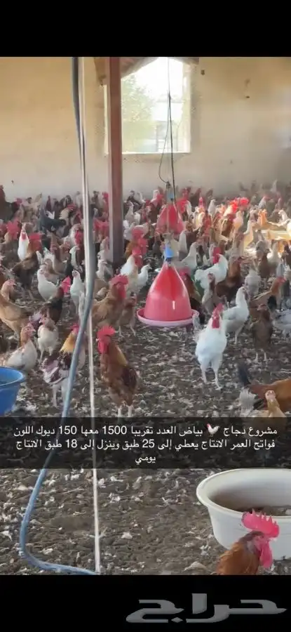 دجاج بياض منتج فواتح 18