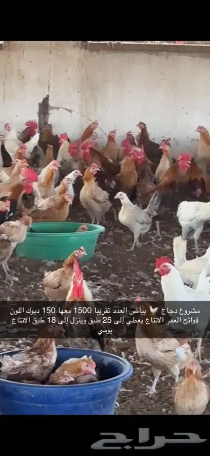 دجاج بياض منتج فواتح 8