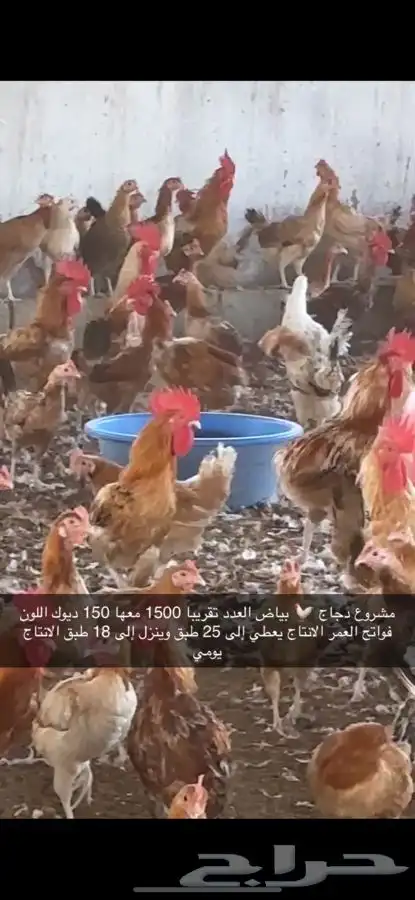 دجاج بياض منتج فواتح 4