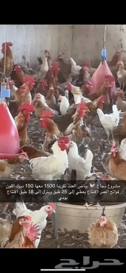 دجاج بياض منتج فواتح 3