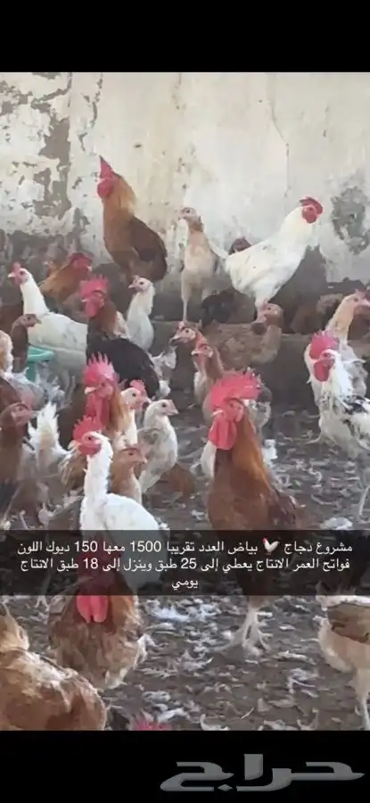 دجاج بياض منتج فواتح 0