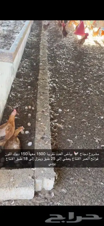 دجاج بياض منتج فواتح 19