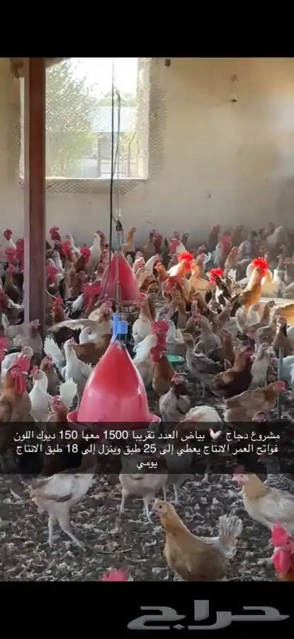 دجاج بياض منتج فواتح 12
