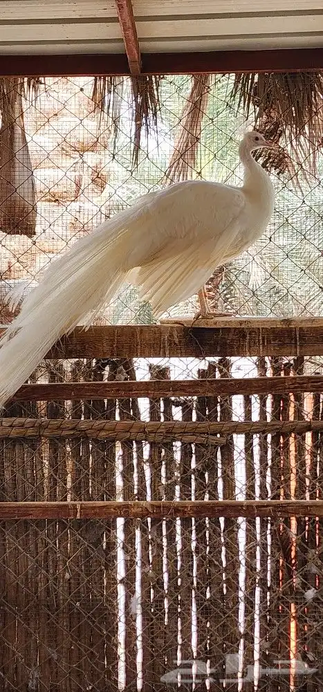 طاووس ابيض حجم كبير 1
