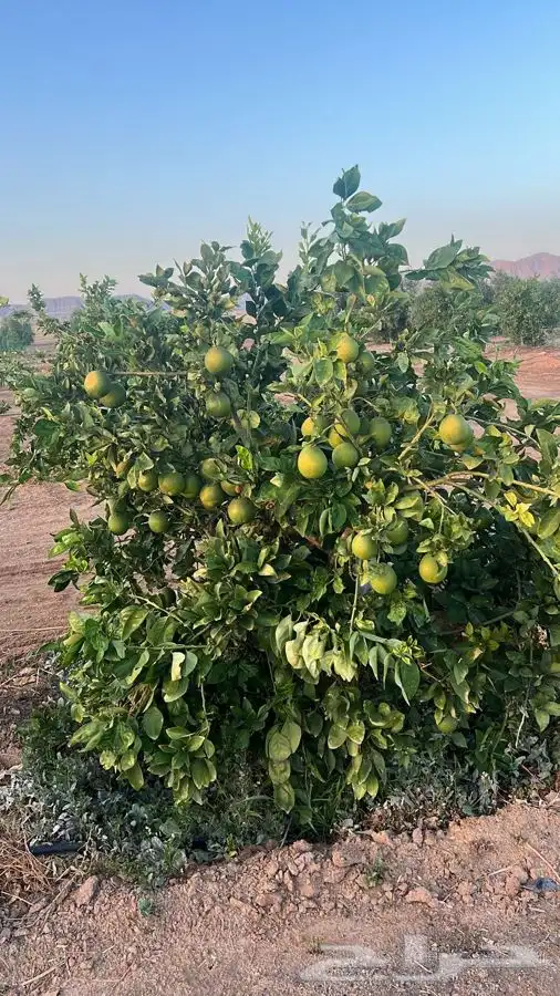 حمضيات وزيتون مثمر 3