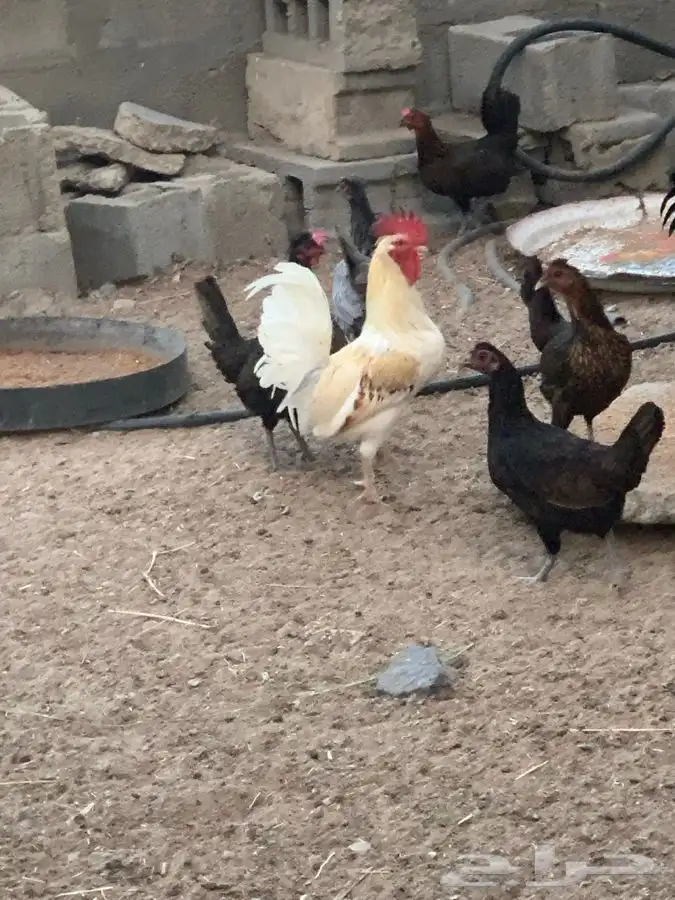 دجاج بلدي 3
