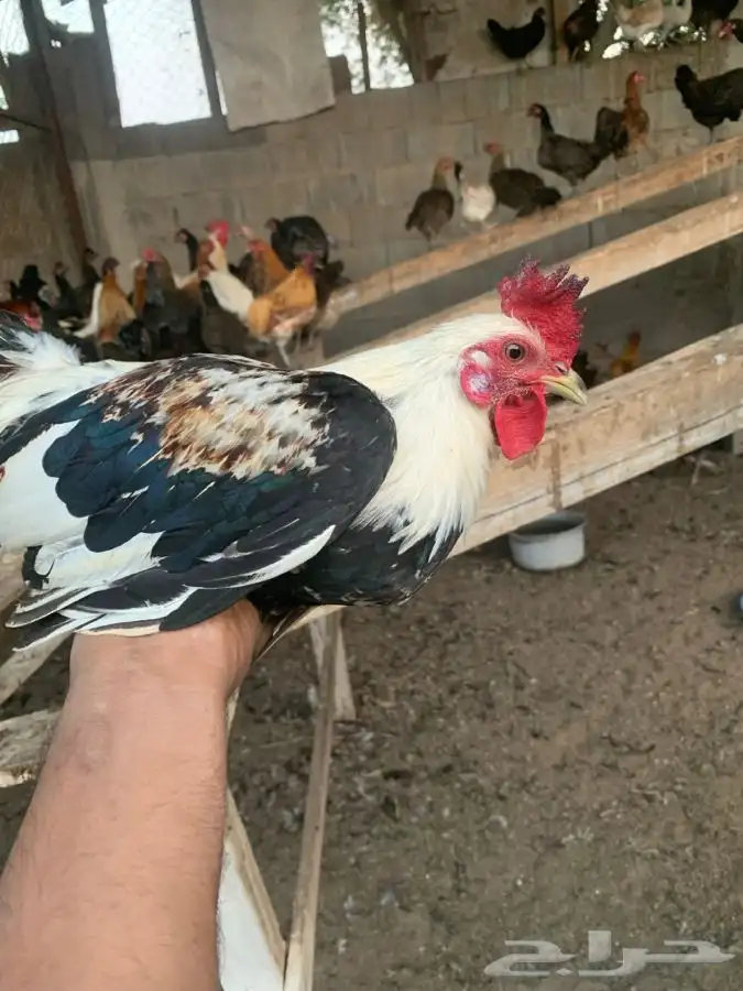 دجاج بلدي 1