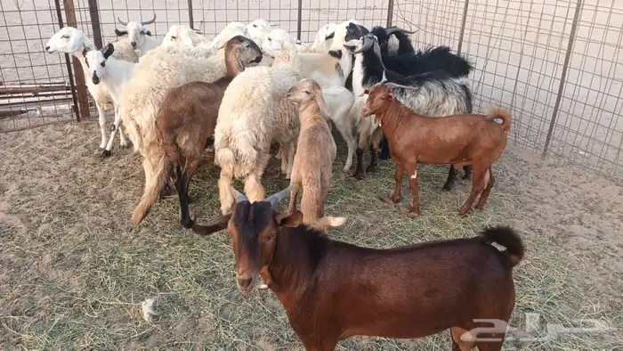 ذبيحتك لباب بيتك تيوس لباني و عقائق 3