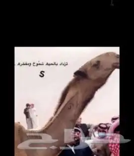 حلاق ابل رقبه جرد حلاق ممتاز 1