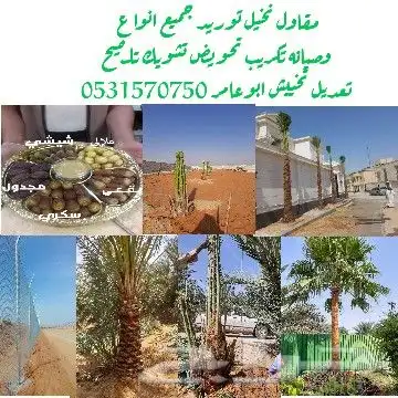 نخيل جميع اعمال النخل صيانه وتوريد 0