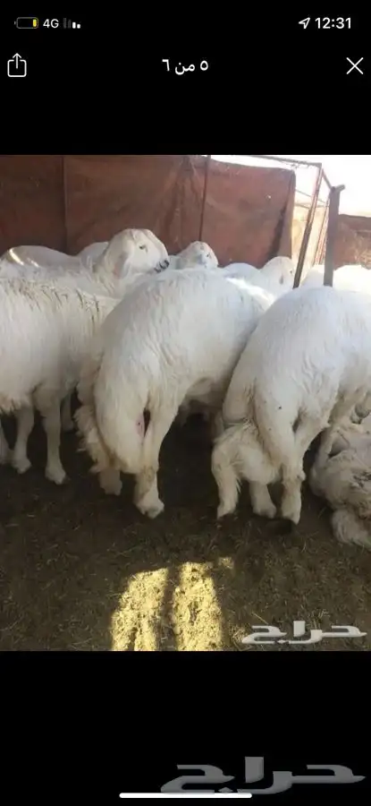 طليان خرفان حريه فاخره للبيع 0
